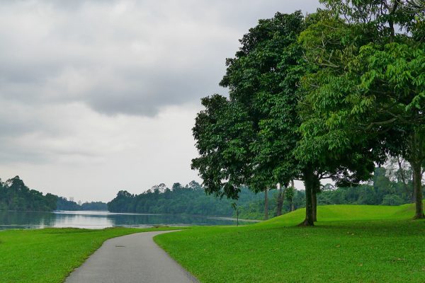 quiet places in singapore macritchie reservoir park