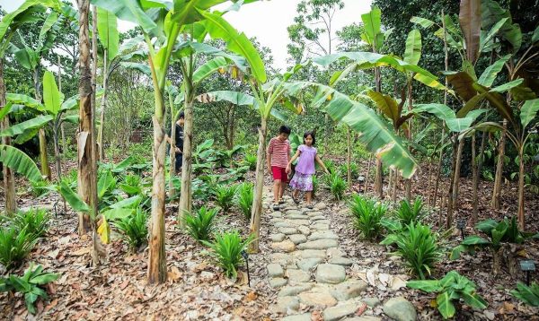 Jacob Ballas Children Garden – Singapore Botanic Gardens