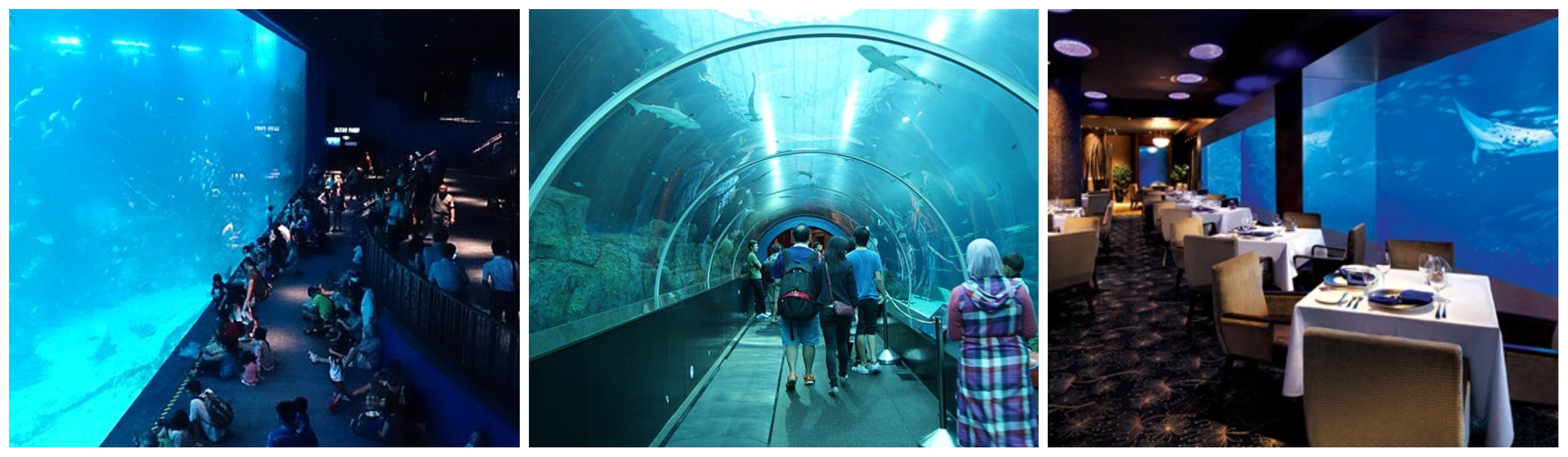 Things To Do In Sentosa SEA Aquarium Sentosa Singapore