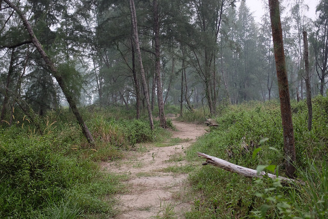 Hiking Trails Singapore Coney Island Hiking Trail