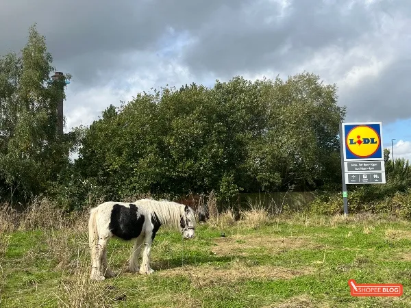 Exchange student survival guide