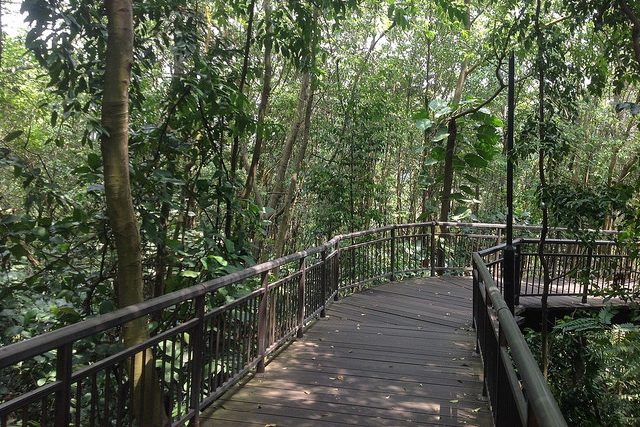 Hiking Trails Singapore Kent Ridge Park Canopy Walk