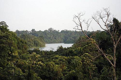 Hiking Trails Singapore MacRitchie Jelutong Tower View