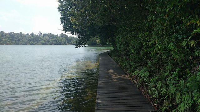 Hiking Trails Singapore MacRitchie Reservoir Boardwalk