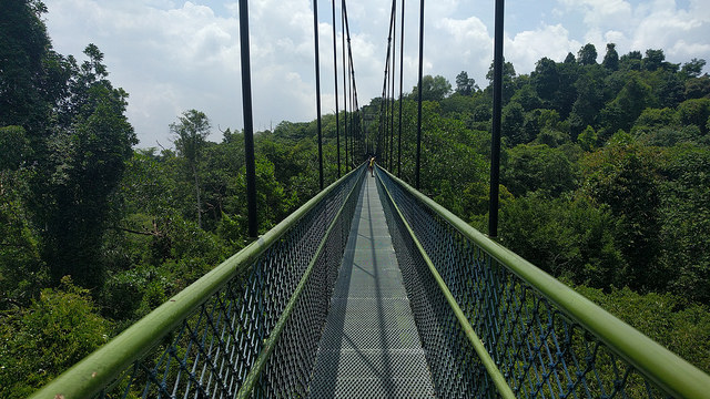 Hiking Trails Singapore MacRitchie Tree Top Walk