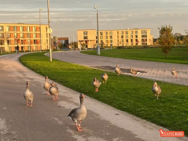 Exchange student survival guide