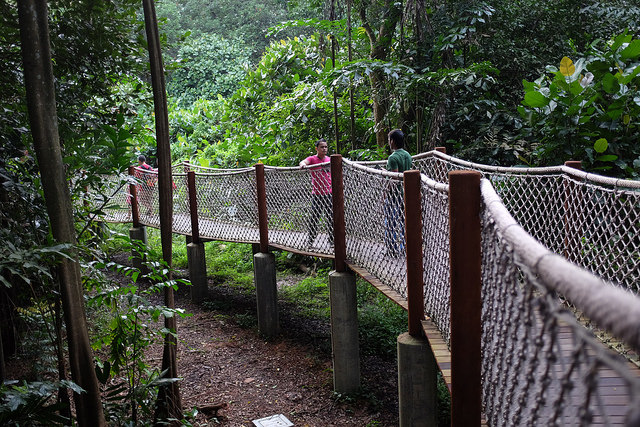 Hiking Trails Singapore Sungei Buloh Hiking Trail