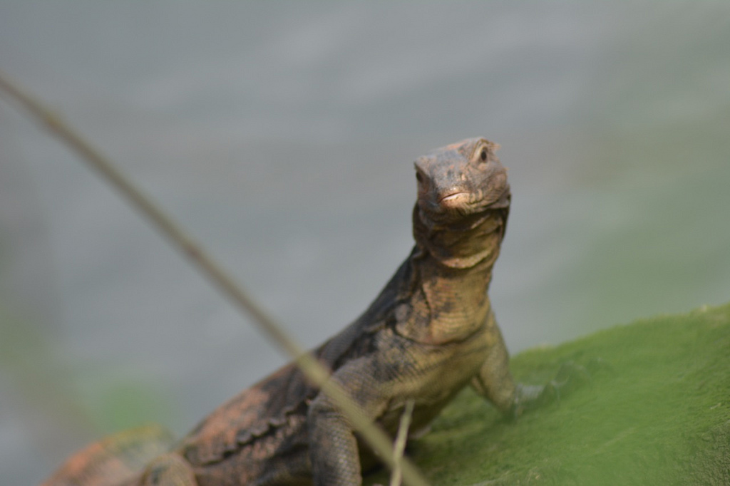 Hiking Trails Singapore Sungei Buloh Monitor Lizard