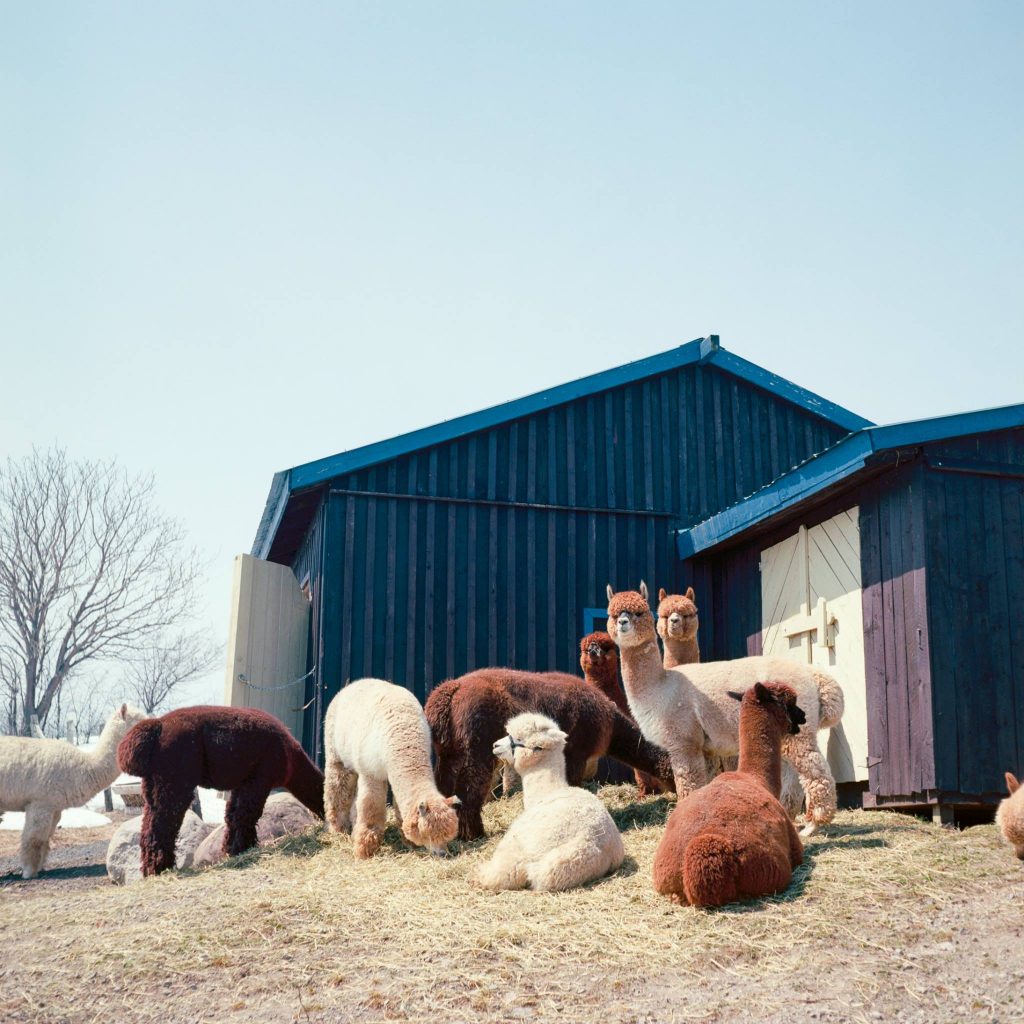 Alpaca Farm Baie Saint Paul Exchange Student Guide