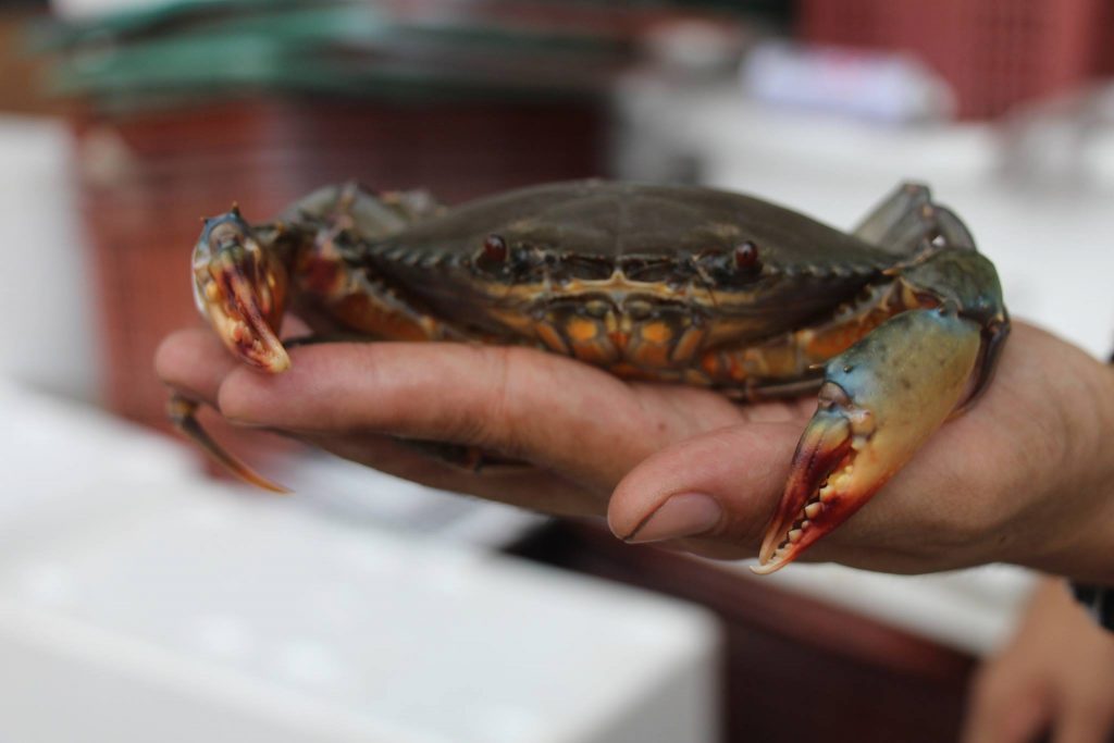 crab lovers farm in Singapore