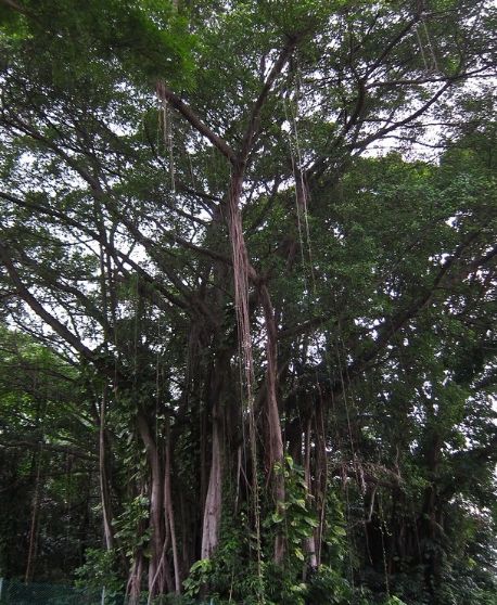 standing under trees hungry ghost festival singapore