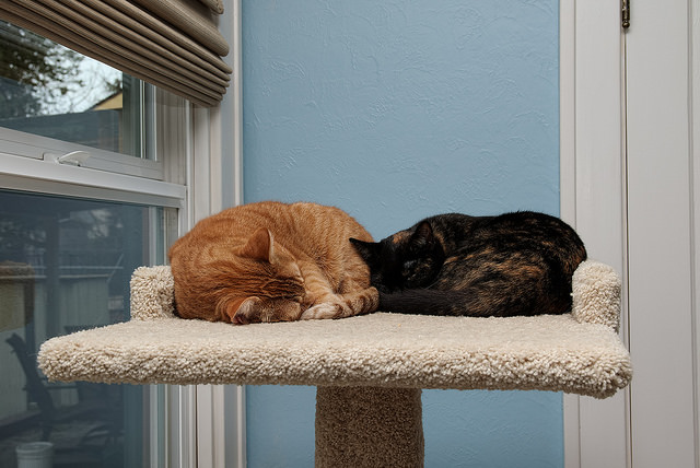 two cats cat tree sleeping