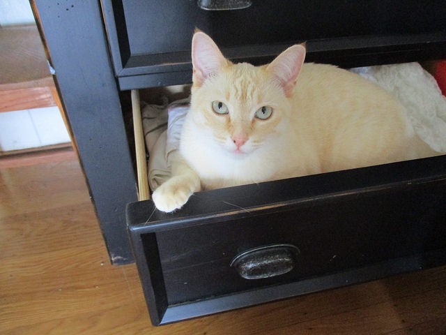 pets at home in drawer