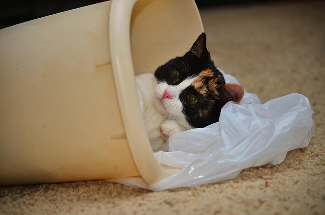 cute cat in trash bin