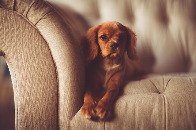 dog puppy on couch