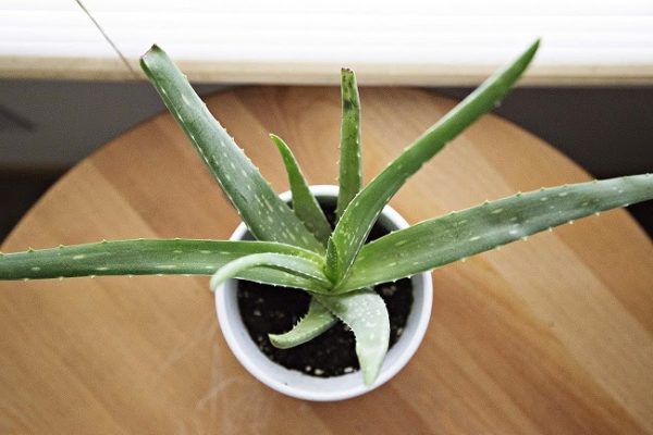 aloe vera plant stemless low maintenance