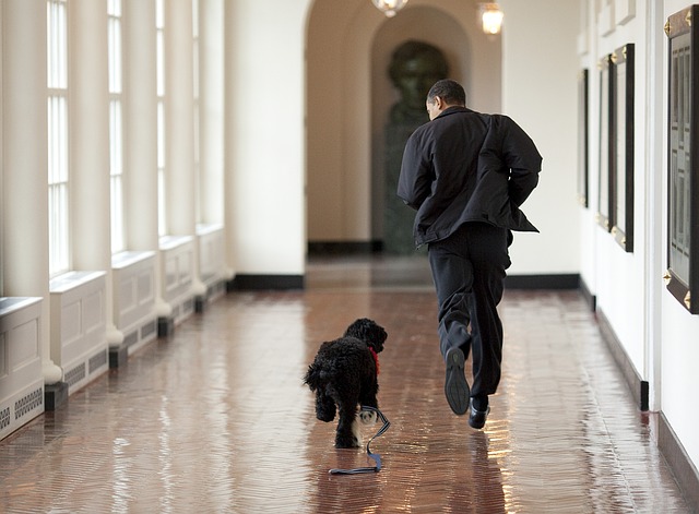 Obama and dog running slippery hallway