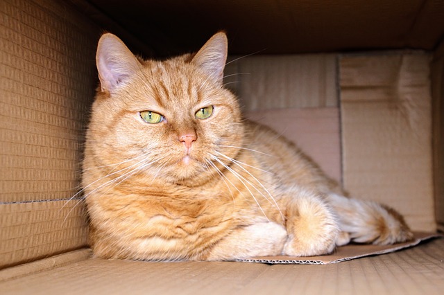 fat ginger cat box