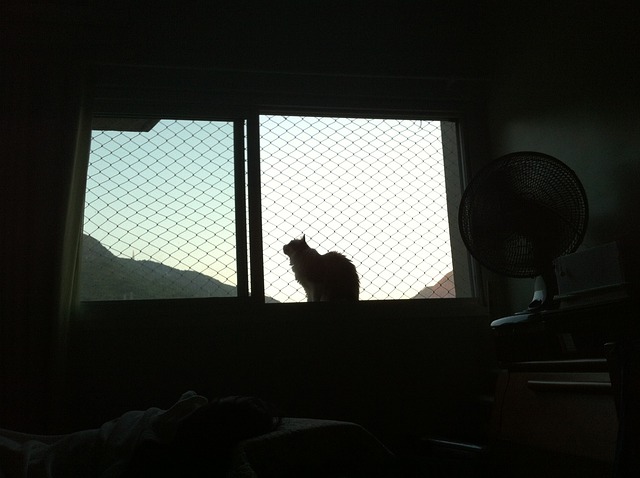 Cat window ledge mesh safety