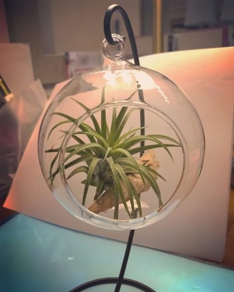 tillandsia air plant no soil best indoor plant