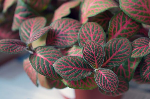 nerve plant fittonia argyroneura vein pattern leaf best indoor plant