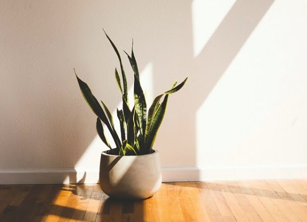 snake plant best indoor plant for home and office air purifying