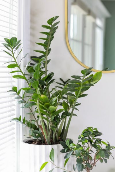 zz plant zamioculcas zamifolia house plant