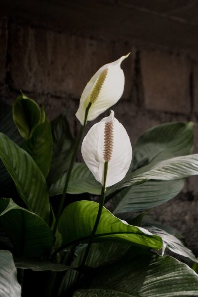 peace lily house plant air purifying