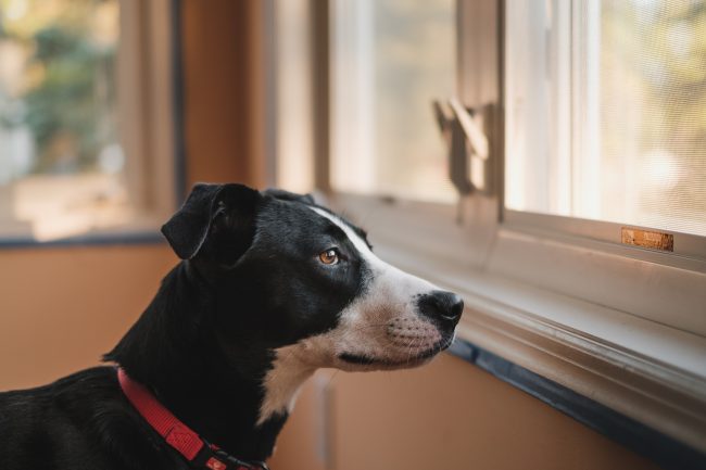dog looking out window