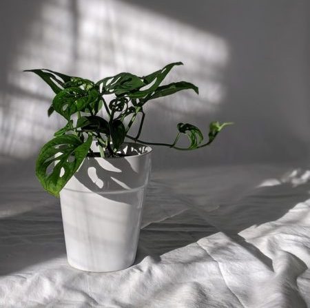 11 Best Indoor Plants For Your Home Or Office In Singapore