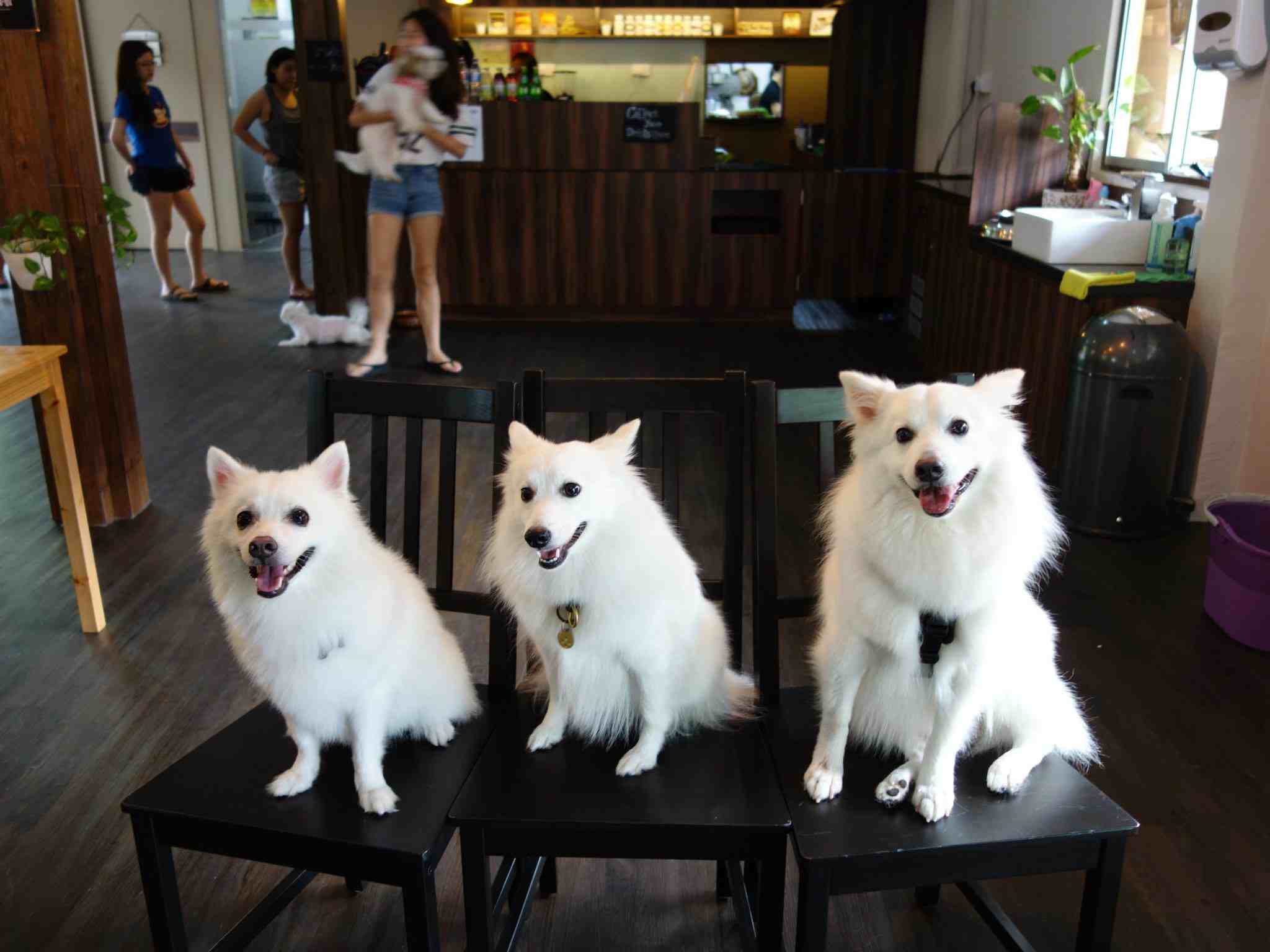 Ah B Cafe singapore pet friendly