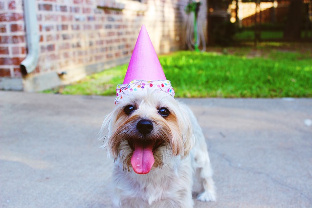 cute dog kids birthday party ideas 