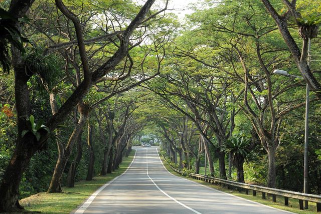 cycling singapore mandai road canopy