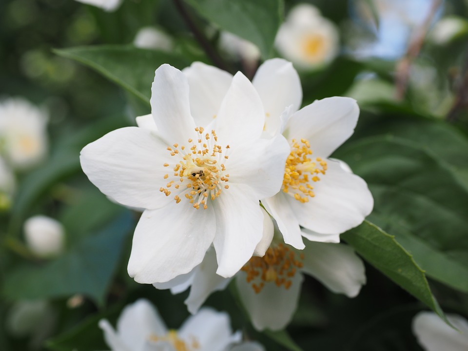 jasmine aromatherapy best essential oil