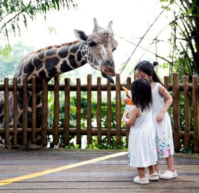 singapore zoo things to do in singapore with kids