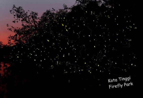 fireflies at kota tinggi firefly park