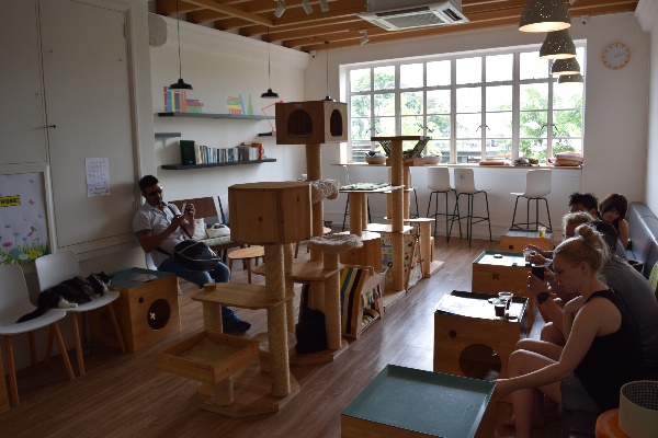 cat cafe best quiet places to study in singapore