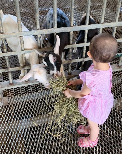 2020 december school holidays kids free activities hay dairies farm visit toddler feeding goat