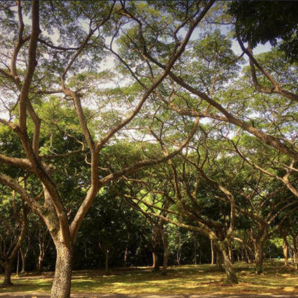 best pasir ris park camping essential