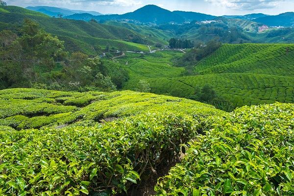 Cameron Highlands malaysia road trip from singapore