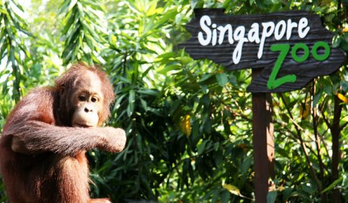 Singapore Zoo