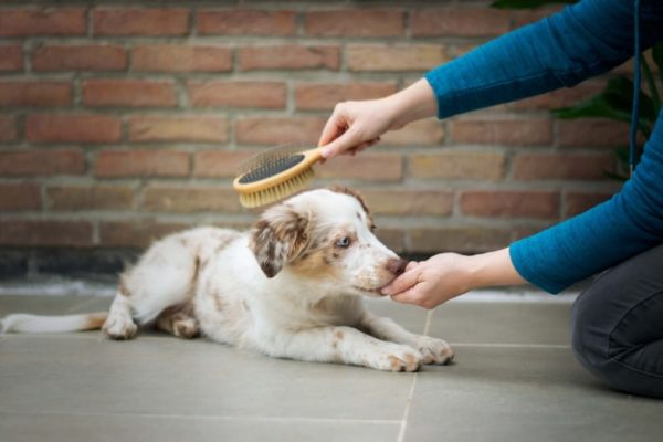 brush dog fur