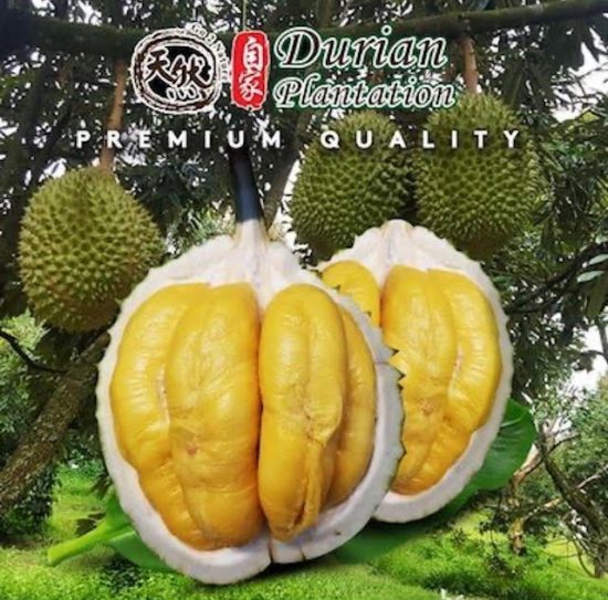 durian plantation delivery singapore