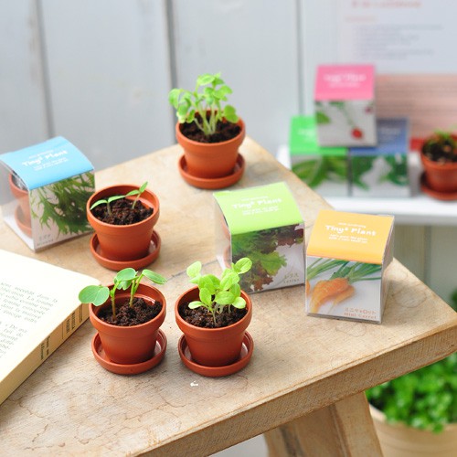 Plant growing kits SEISHIN Tiny plants growing kit