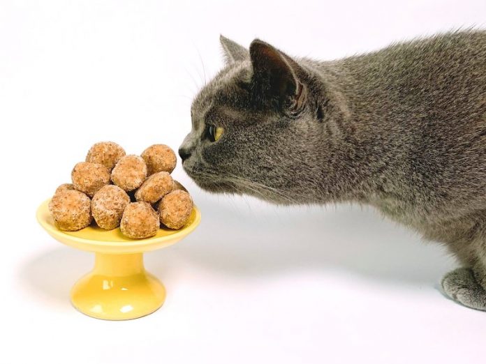 homemade cat food recipe british shorthair cat eating treats