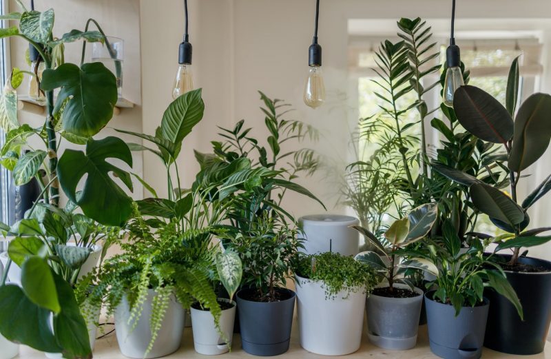 15 Plant Growing Kits to launch the start of your home garden