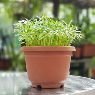 Plant Growing Kits Newbie Gardener Starter Pack