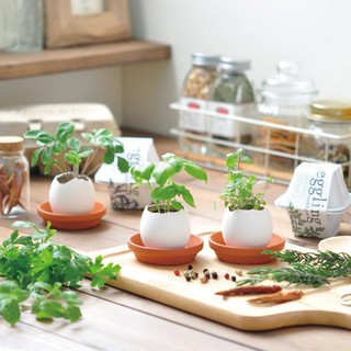 Plant Growing Kits SEISHIN - Egglings Cultivation Set