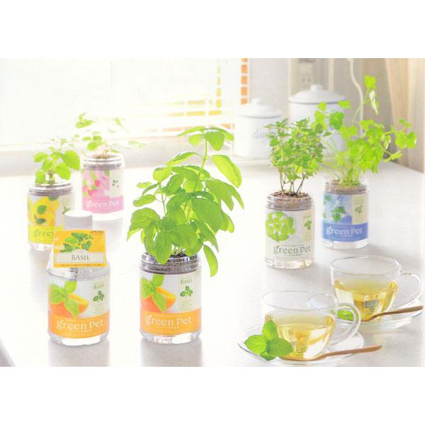 Plant Growing Kits SEISHIN - Green Pet Growing Kit