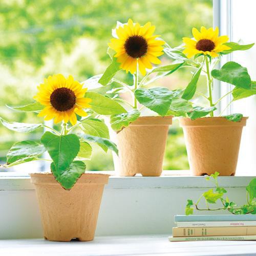 Plant Growing Kits SEISHIN - Mini Sunflower Cultivation Set